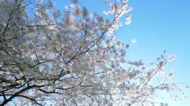 Baharda armut ağacından beyaz çiçek açar. Beyaz çiçek ağaçları, doğanın ilkbaharı. Beyaz çiçekli, soyut bahar mevsimlik arka plan. Kopya alanı olan Paskalya arkaplanı