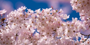 Bahar çiçeği arka planı. Beyaz çiçeklerle çiçek açan ağaç dalı