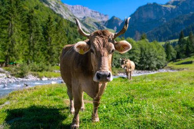 Yeşil bir çayırda otlayan inek. Yaz otlağında sığır sürüsü. Otlayan inekli dağlık çayırlar. İnek çiftliği olan tarım arazisi. İnek dolu otlak alanları. Çimen sığırı. Sığır çiftliği