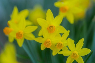 Narcissus çiçeği çiçek açtı. Bahar çiçekleri arka planı. Narcissus çiçekleri. Bahçedeki Narcissus çiçekleri. Çiçek açan bir narsistin yakın çekimi. Çiçekler bahar arkaplanı
