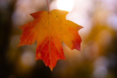 Sonbahar sonbahar arka planı. Akçaağaç sonbaharda ayrılır. Sonbahar manzarası. Sarı düşüş. Sonbaharın doğal güzelliği. Düşen yapraklar. Düşen akçaağaç sonbahar duvar kağıdını bırakır. Sonbahar yaprakları. Sonbahar yeşilliği
