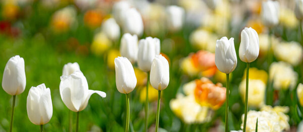 Это тюльпан. Весенний цветок