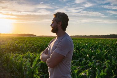 Bir çiftçi gün batımında mısır tarlasını inceler. Erkek çiftçi dışarıda, tarlada çalışıyor. Tarım işçisi çiftçi mısır hasat ediyor. Bir adam mısır tarlasını inceliyor. Çiftçi çiftlikte mısır yetiştirir.