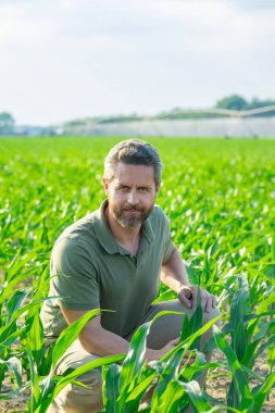 Bir çiftçi mısır tarlasını inceliyor. Çiftçi mısır yetiştirmek için çiftlikte çalışıyor. Kırsal kesimde bir erkek çiftçinin portresi. Tarım işçisi, çiftçi