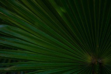 Avuç içi yaprakları. Yeşil yapraklı duvar kağıdı. Egzotik orman yaprakları. Geriye tropik yeşillik bırakır. Avuç içi yaprağı yakın çekim. Yeşil desen. Avuç içi yaprakları. Yeşil avuç arkaplanı