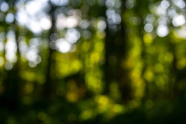 Orman geçmişi. Bulanık doğa geçmişi. Yeşil yaz manzarası arka planı. Yeşil yemyeşil çevre. Ormanda bulanık yeşil yapraklar. Yapraklı doğa deseni. Yeşilliğin bulanık arkaplanı