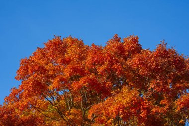 Sonbahar sonbahar arka planı. Akçaağaç sonbaharda ayrılır. Sonbahar manzarası. Düşme şekli. Sonbaharın doğal güzelliği. Düşen yapraklar. Düşen yapraklar sonbahar duvar kağıdı. Sonbahar yaprakları. Sonbahar yeşilliği