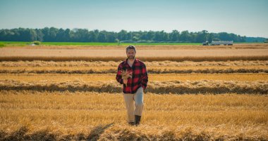 Buğday tarlasında hasat için hazır bir çiftçi. Altın buğday tarlasında duran bir adam. Buğday çiftliğinde çalışan bir çiftçi. Buğday tarlası olan bir kırsal alan. Buğday ekinlerini denetleyen bir adam.