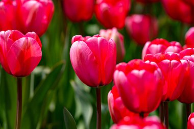 Bahar zamanı kırmızı güzel lale tarlası. Lale çiçeği arkaplanını kapat. Renkli laleler güneşli yaz ve bahar günlerinde bahçede çiçek açıyor. Seçici yumuşak odak