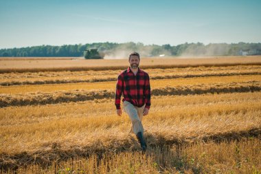 Çiftlik. Tarlada çalışan bir adam. Kırsalda çiftçilik. Tarlada çiftçilerle birlikte çiftlik arazisi. Çiftçi adam olgun arpa topluyor. Adam hasadı kontrol ediyor. Çiftçi hasatı inceliyor.