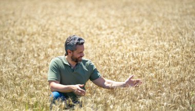 Çiftçilik mevsimi. Buğday tarlasında hasat yapan çiftçi. Çiftçi hasatı inceliyor. Buğday hasat için hazır. Çiftçi hasatı inceliyor. Tarlada yürüyen bir tarım işçisi