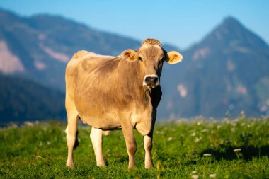 Tarlalarda beslenen süt inekleri. Sığır çiftliği. Otlayan ineklerle güneşli çayır. Çimenli bir çayırda inek sürüsü. Doğadaki sığırlar. İneklerle dolu dağlık otlaklar. Kırsal çiftlik hayvanları. Otlayan inek.