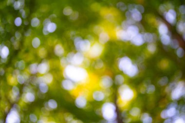 Bulanık yeşil orman arka planı. Bulanık yapraklar yeşil bir arkaplan oluşturur. Orman arka planı, yemyeşil yapraklar. Yeşillik doğası. Yumuşak odaklı ağaç arkaplanı