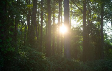 Bulanık doğa arkaplanı. Bulanık orman geçmişi. Yeşil yaz doğası geçmişi bulanıklaştırıyor. Yeşil bulanık ortam. Ormanda bulanık yeşil yapraklar. Yapraklı doğa deseni. Yeşillik bulanık.