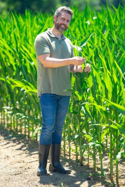 Bir çiftçi çiftlikteki mısır tarlasında. Çiftçi mısır çiftliğinde çalışıyor. Mısır çiftliğindeki bir erkek çiftçinin portresi. Tarım işçisi, çiftçi. Mısır koçanı hasadı. Kırsal alanda bir adam