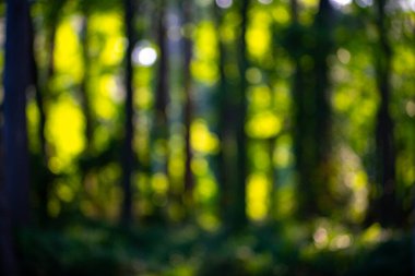 Orman geçmişi. Bulanık doğa geçmişi. Yeşillik bahar manzarası. Yeşil yemyeşil çevre. Ormanda bulanık yeşil yapraklar. Yapraklı doğa deseni. Yeşilliğin bulanık arkaplanı