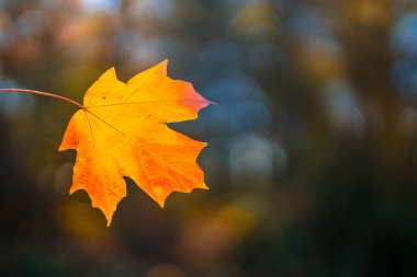 Sonbahar sonbahar arka planı. Akçaağaç sonbaharda ayrılır. Sonbahar manzarası. Sonbahar arkaplanı. Sonbaharın doğal güzelliği. Düşen yapraklar. Düşen yapraklar sonbahar duvar kağıdı. Sonbahar yaprakları. Sonbahar yeşilliği