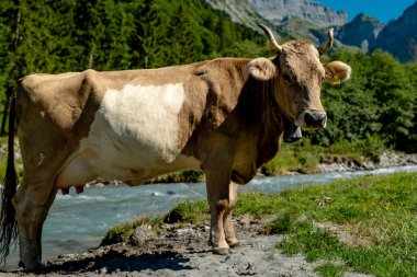 Süt inekleri. Meadow 'da inek. Yeşil tarladaki sığırlar. Çimenli otlaktaki inek. Kırsalda bir inek. İnekler yaz otlaklarında otlar. İneklerle dolu kırsal araziler. Otlaktaki inekler. Çiftlik arazisinde otlayan sığır ineği