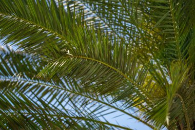 Tropikal arka plan. Yeşil tropikal palmiye dokusu. Avuç içi yaprağı deseni. Doğa tropikal arka plan. Yaz dönemi. Mavi gökyüzünde palmiye ağacı. Tropik cennet. Avuç içi egzotik. Orman adası