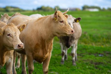 Yeşil bir çayırda otlayan inek. Yaz tarlasında sığır sürüsü. Otlayan inekli dağlık çayırlar. İnek çiftliği olan tarım arazisi. İnek dolu otlak alanları. Çimen sığırı. Sığır çiftliği