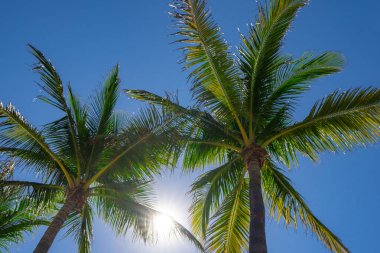 Avuç içi. Yaz cenneti konsepti. Yeşil orman. Tropikal arka plan. Egzotik yaz titreşimleri. Palmiye duvar kağıdı. Gün ışığında palmiye yaprakları. Tropik tasarım modeli. Miami yazı. Tropik tasarım