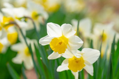 Narcissus çiçeği çiçek açtı. Bahar narsisleri çiçek açar. Bahçedeki Narcissus çiçekleri. Çiçek açan bir narsistin yakın çekimi. Çiçekler bahar arkaplanı