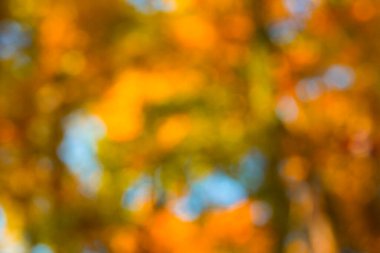 Yapraklı sonbahar bulanık arkaplan. Yumuşak bokeh ışığında canlı yapraklar. Sarı akçaağaç yaprağı güneş ışığına düşüyor. Odaklanmış ormanı turuncu tonlarla soyutlayın. Renkli yapraklarla kaplı bulanık park