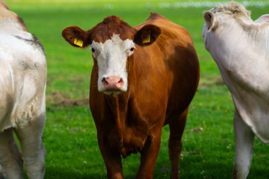 Çiftlikteki inekler. Tarlalarda inek. Sığır çiftliği. Otlayan inekle güneşli çayır. Çimenli bir çayırda inek sürüsü. Doğadaki sığırlar. İnek otlağı. Kırsal çiftlik hayvanları. Otlayan inek.