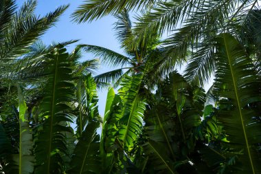 Tropik palmiye yapraklarının dokusu. Palmiye yaprakları deseni. Avuç içi. Yeşil yapraklı duvar kağıdı. Egzotik orman yaprakları. Yeşil yapraklar tropik yeşillik. Yeşil desen. Yeşil avuç arkaplanı