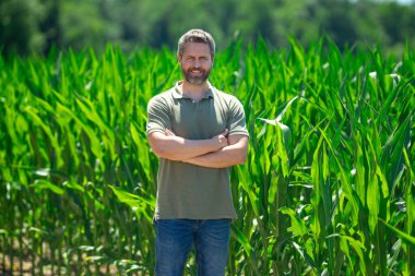 Bir çiftçi çiftlikteki mısır tarlasında. Çiftçi mısır çiftliğinde çalışıyor. Mısır çiftliğindeki bir erkek çiftçinin portresi. Tarım işçisi, çiftçi. Mısır koçanı hasadı. Kırsal alanda bir adam
