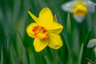 Narcissus çiçeği çiçek açtı. Bahar güzeli. Narcissus çiçekleri. Bahçedeki Narcissus çiçekleri. Çiçek açan bir narsistin yakın çekimi. Çiçekler bahar arkaplanı