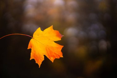 Sonbahar yaprakları. Akçaağaç yapraklarından sonbahar yaprakları. Günışığında sonbahar ağacı. Doğal sonbahar geçmişi. Sonbahar arkaplanı. Yeşillik, dökülen yapraklar. Sonbahar yeşilliği