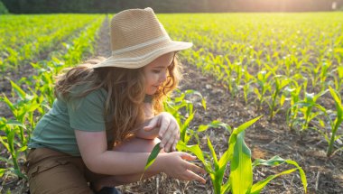 Mısır tarlasında çocuk işi. Çocuk çiftliği yardımcısı. Kırsal kesimdeki bir çocuk. Çocuk çiftçisi sahada. Hasat mevsimi, mısır çiftliğinde çalışmak. Çocuk mısır ekiyor. Küçük çiftçi. Kırsal kesimdeki çocuklar. Mutlu küçük çiftçi