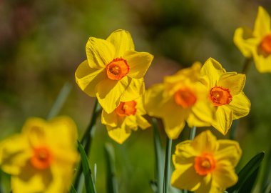 Baharda Narcissus çiçeği. Bahar narsisleri çiçek açar. Bahçedeki Narcissus çiçekleri. Çiçek açan bir narsistin yakın çekimi. Çiçeklerin bahar arkaplanı. Sarı doğa arkaplanı
