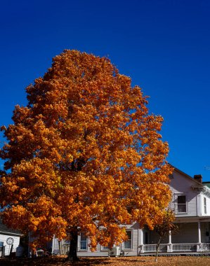 Sonbahar sonbahar arka planı. Akçaağaç sonbaharda ayrılır. Sonbahar manzarası. Düşme şekli. Sonbaharın doğal güzelliği. Düşen yapraklar. Düşen yapraklar sonbahar duvar kağıdı. Sonbahar yaprakları. Sonbahar yeşilliği