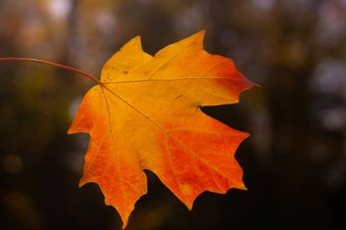 Sonbahar sonbahar arka planı. Akçaağaç sonbaharda ayrılır. Sonbahar manzarası. Düşme şekli. Sonbaharın doğal güzelliği. Düşen yapraklar. Düşen yapraklar sonbahar duvar kağıdı. Sonbahar yaprakları. Sonbahar yeşilliği