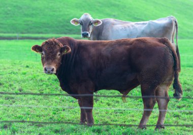 Boğa yeşil bir çayırda otluyor. Kırsal kesimde sığırlar. Tarladaki inek boğası. Buzağı çimlerin üzerinde. Kırsal alanda boğa. Sığır çiftliği. Çayırda otlayan çiftlik hayvanı boğası. Angus boğaları. Sığır eti.