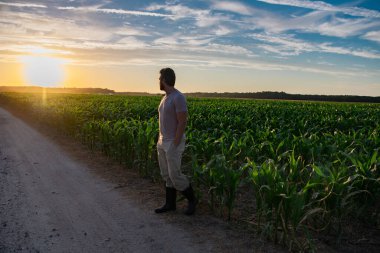Bir çiftçi gün doğumunda mısır tarlasını teftiş eder. Erkek çiftçi dışarıda, tarlada çalışıyor. Tarım işçisi çiftçi mısır hasat ediyor. Bir adam mısır tarlasını inceliyor. Çiftçi çiftlikte mısır yetiştirir.