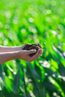 Çiftçi toprağı elinde tutuyor. Çiftçilerin eli toprakta. Mısır hasadı için toprak. İşçi çiftlikteki toprağı inceler. Kırsal alanda tarım işindeyim. Çiftçilik için toprak