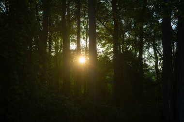 Günbatımında yeşil orman arka planı. Yeşil orman. Ormanın arka planı güneş ışığıyla parlıyor. Yapraklar rüya gibi bir arka plan oluşturur. Orman arkaplanı