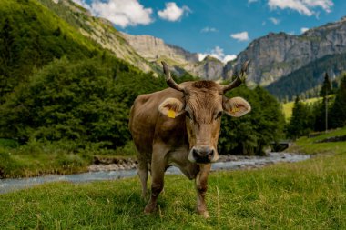 Tarlalarda beslenen süt inekleri. Sığır çiftliği. Otlayan ineklerle güneşli çayır. Çimenli bir çayırda inek sürüsü. Doğadaki sığırlar. İneklerle dolu dağlık otlaklar. Kırsal çiftlik hayvanları. Otlayan inek.
