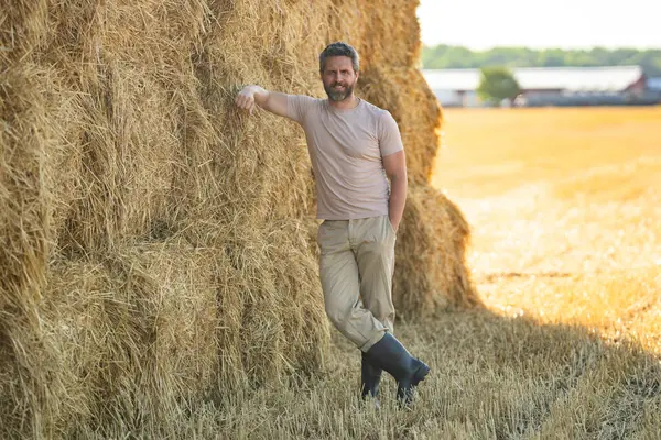 Amerikalı çiftçi saman tutuyor. Buğday tarlasında çiftçi Hasat Saman 'dan sonra. Hasattan sonra ekinler. Çiftlik yaşam tarzı. Ahır, Hay Rolled Bales. Çiftlikte Saman. Çiftlik hayvanları çiftliği