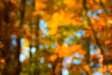 Yapraklı sonbahar bulanık arkaplan. Sonbahar yaprakları yumuşak bokeh ışığında. Sonbahar akçaağaç yaprağı güneş ışığına düşüyor. Sonbahar, turuncu tonlarla dağılmış bir orman. Renkli yapraklarla kaplı bulanık park