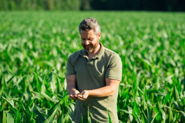 Bir çiftçi tarladaki mısır tarlasını inceliyor. Çiftçi mısır yetiştirmek için çiftlikte çalışıyor. Kırsal kesimde bir erkek çiftçinin portresi. Tarım işçisi, çiftçi