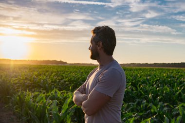 Bir çiftçi gün batımında mısır tarlasını inceler. Erkek çiftçi dışarıda, tarlada çalışıyor. Tarım işçisi çiftçi mısır hasat ediyor. Bir adam mısır tarlasını inceliyor. Çiftçi çiftlikte mısır yetiştirir.