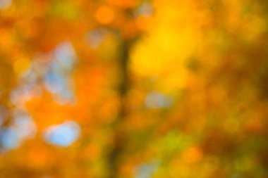 Yapraklı sonbahar bulanık arkaplan. Yumuşak bokeh ışığında canlı yapraklar. Sarı akçaağaç yaprağı güneş ışığına düşüyor. Odaklanmış ormanı turuncu tonlarla soyutlayın. Renkli yapraklarla kaplı bulanık park