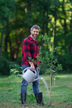 Bahçede bitki yetiştiren bahçıvan. Bahçedeki bahçıvan ağacı. Bahçıvan adam ağaç dikiyor. Bahçıvanlık ve su kovası. Ev bahçesi. Meyve ağaçlı bahçe. Olgun sulama ağacı
