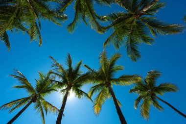 Avuç içi. Yaz cenneti konsepti. Yeşil orman. Tropikal arka plan. Egzotik yaz titreşimleri. Palmiye duvar kağıdı. Gün ışığında palmiye yaprakları. Tropik tasarım modeli. Hawaii yazı. Tropik tasarım