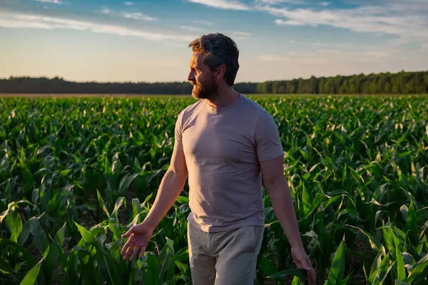 Bir çiftçi mısır tarlasını inceliyor. Erkek çiftçi dışarıda, tarlada çalışıyor. Tarım işçisi çiftçi mısır hasat ediyor. Bir adam mısır tarlasını inceliyor. Çiftçi çiftlikte mısır yetiştirir.