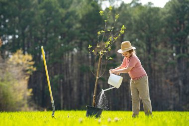 Kürekle ağaç yetiştiren çocuk. Arka bahçeye çocuk dikme ağacı. Bahar tarlasında çocuk dikimi. Sulama kutusu ve küreği olan küçük bahçıvan.